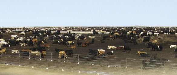 FL Pen of Cattle